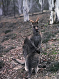 A Kangaroo and its Suckling Joey, Australia Photographie