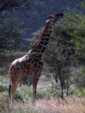 Giraffe Grazing Photographie