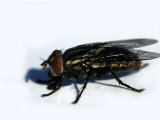 Flesh Fly, Sarcophaga Spp Photographic Print by Larry Jernigan
