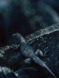 Small Lizard on Iguana, Galapagos Islands Photographic Print by Ernest Manewal