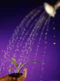 Water Pouring Onto Plant in Hand Photographie par Jim McGuire