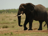 African Elephant, Kruger National Park Photographie par Keith Levit