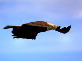 Aigle en plein vol Photographie par Bruce Ando