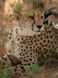 Cheetah, Nambia Africa Photographic Print by Keith Levit