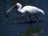 A Spoonbill Bird Walking in the Water Photographic Print