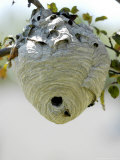 Wasps in a Wasp's Nest Photographic Print by Dennis Macdonald