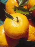 Tangerines Photographic Print by Chel Beeson