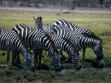 Six Zebras Grazing and Drinking Photographic Print