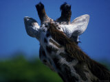 Back of Head of Giraffe Photographie