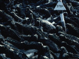 Marine Iguanas, Fernandina Island Photographic Print by Ernest Manewal