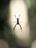 Spider Photographic Print by Fogstock Llc 