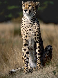 Cheetah Sitting In The Grass Lámina fotográfica por Robert Ginn Cheetah Sitting In The Grass Lámina fotográfica por Robert Ginn