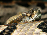 Timber Rattlesnake, Crotalus Horridus Photographic Print by Larry F. Jernigan