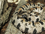 Western Pigmy Rattlesnake, Sistrurus Miliarius Lámina fotográfica por Larry F. Jernigan