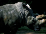 Head and Horns of White Rhinoceros Photographic Print