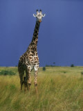 Giraffe in Grassland Savannah Landscape Photographie