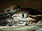 American Alligator, Alligato Mississippiensis Photographic Print by Larry Jernigan