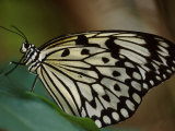 Butterfly on Leaf Photographie par Fogstock Llc 