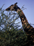 Close-up of Giraffe Grazing Photographie