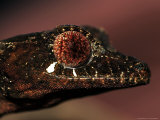 Leaftailed Gecko, Uropltus Phantasticus Photographic Print by Larry F. Jernigan