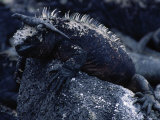 Marine Iguanas, Amblyrhynchus Cristatus Photographic Print by Ernest Manewal