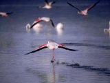 Flamingos Taking off from the Lake Photographic Print
