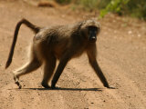 Baboon Crossing Road in Kruger National Park Photographie par Keith Levit
