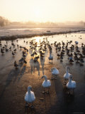 Ducks and Swans Walking Around on Ice Surface Photographic Print