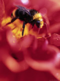 Dahlia, Genus Dahlia, Bumblebee, Genus Bombus Photographic Print by Donald Higgs