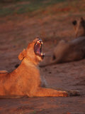 Lion, Panthera Leo, Phinda Game Reserve Photographic Print by Yvette Cardozo