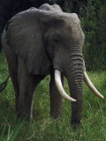 Elephant, Kenya, Africa Photographie