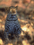 Kenya, Africa, Leopard, Panthera Pardus Photographie