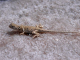 Young Male Earless Dragon Lizard Photographic Print