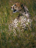 Cheetah In The Long Grass Lámina fotográfica Cheetah In The Long Grass Lámina fotográfica