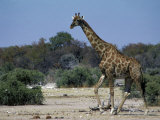 Giraffe Walking Photographie