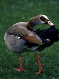 Egyptian Goose Water Bird on Grassy Surface Photographic Print