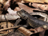 Fence Lizard, Sceloprus Undulatus Photographic Print by Larry Jernigan
