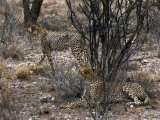 Two Cheetahs Lámina fotográfica Two Cheetahs Lámina fotográfica
