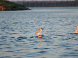 Group of Pelicans, Lake Scenes Photographic Print by Keith Levit
