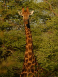 Kruger National Park, South Africa, Giraffe Lámina fotográfica por Keith Levit Kruger National Park, South Africa, Giraffe Lámina fotográfica por Keith Levit