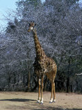 A Southern Giraffe, South Africa Photographie