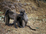 Two Baboons Photographic Print