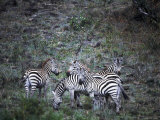 Five Zebras Photographic Print