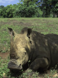 Rhinocéros Photographie par Angelo Cavalli