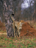 Cheetah, Acinonyx Jubatus, Londolozi Game Reserve Photographic Print by Yvette Cardozo