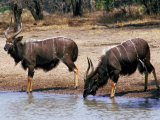 Nyala Bulls at Waterhole Photographic Print