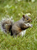 Grey Squirrel Holding a Piece of Food Photographic Print by Dennis Macdonald