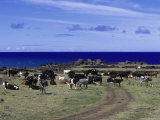 Easter Island, Chile Photographie par Angelo Cavalli
