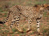 Cheetah, Acinonyx Jubatus, Londolozi Game Reserve Photographic Print by Yvette Cardozo