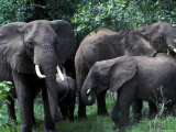 Adult Elephants with Young Photographie